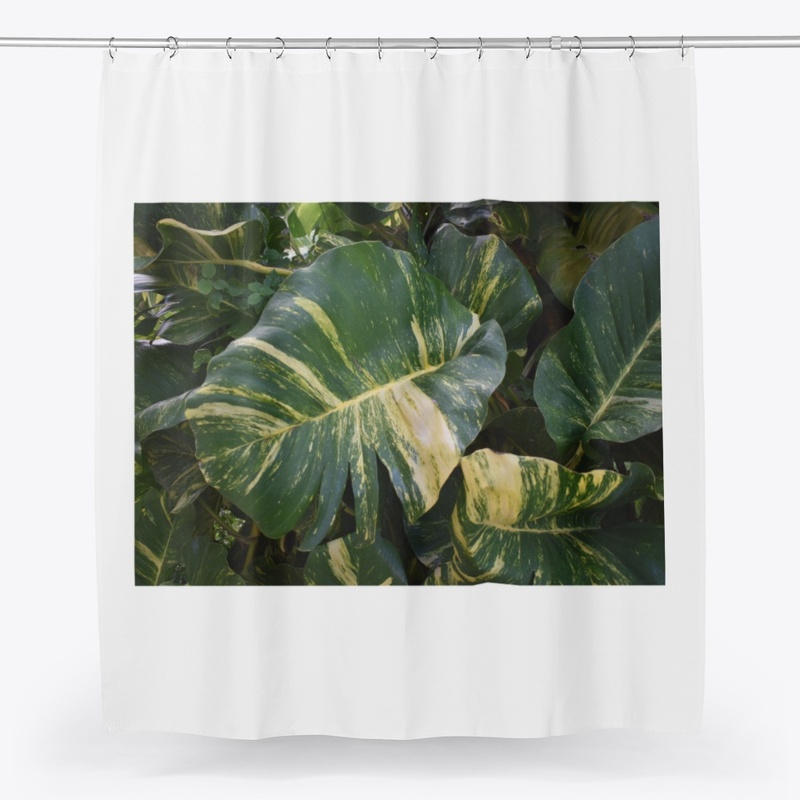Devils Ivy a.k.a Golden Pothos