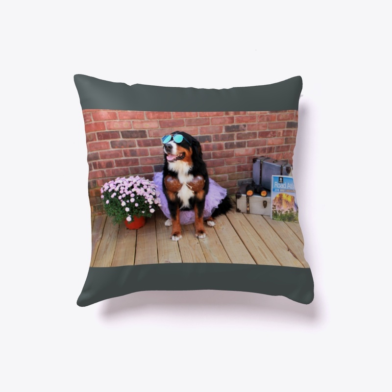 Bernese Living the life