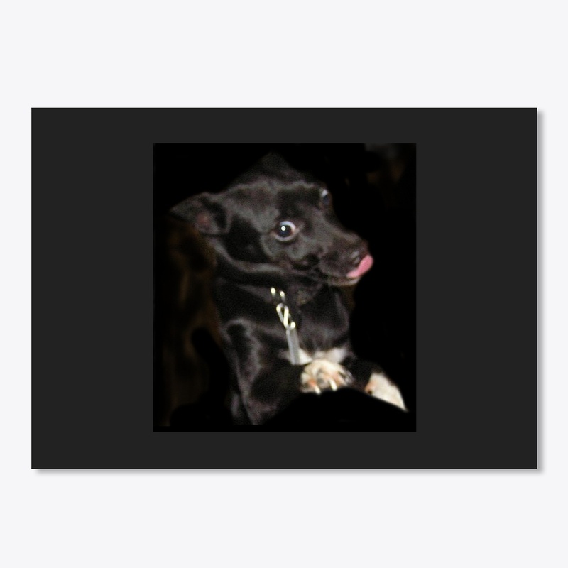 Cute funny dog