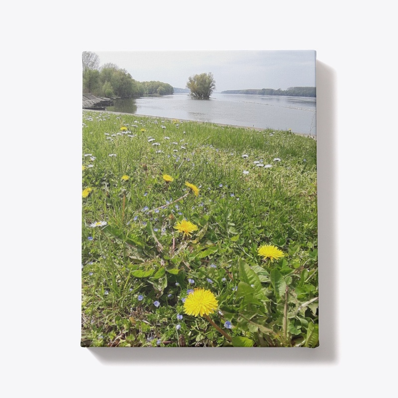 Danube river and dandelion