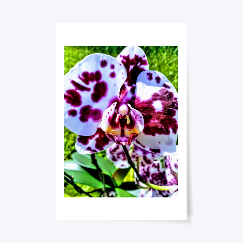 Colorful Orchid