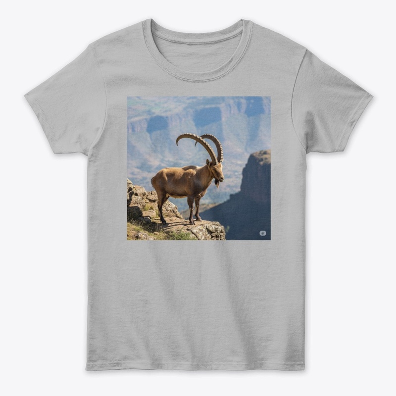 Ethiopian Ibex