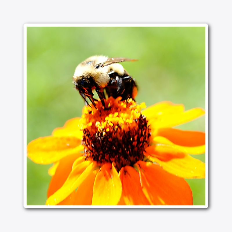 Bee On a Flower