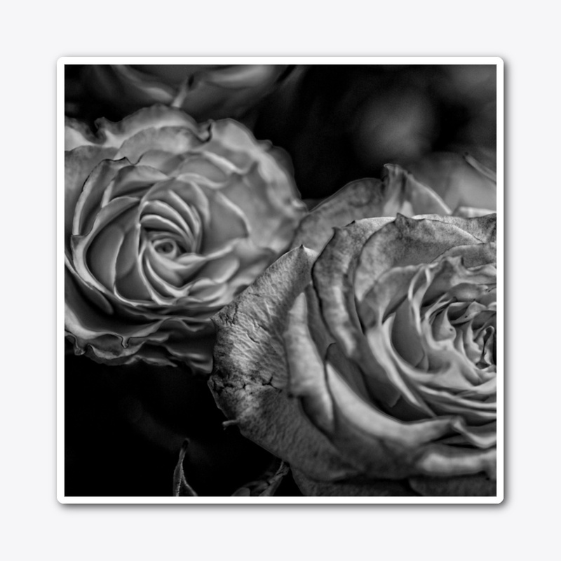 Black and White Tea Roses