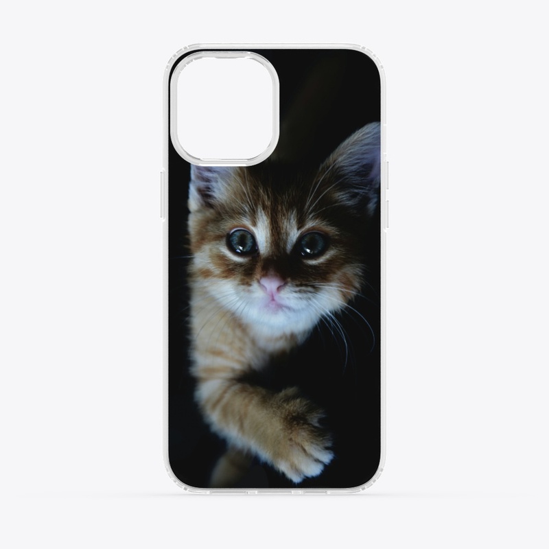 cute cat