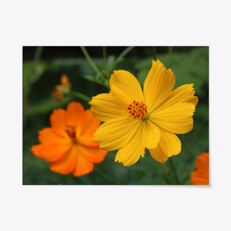 Flower 12