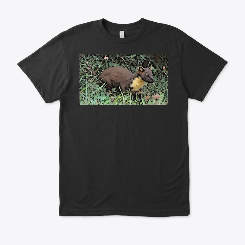 Pine Marten