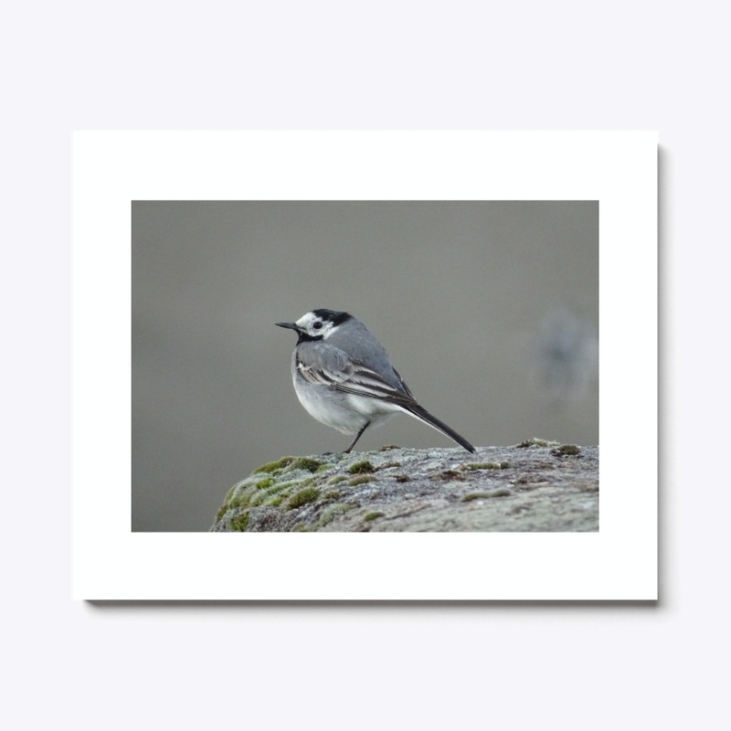 Wagtail