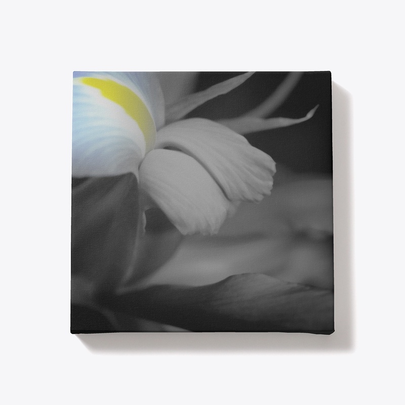 Black and White Iris