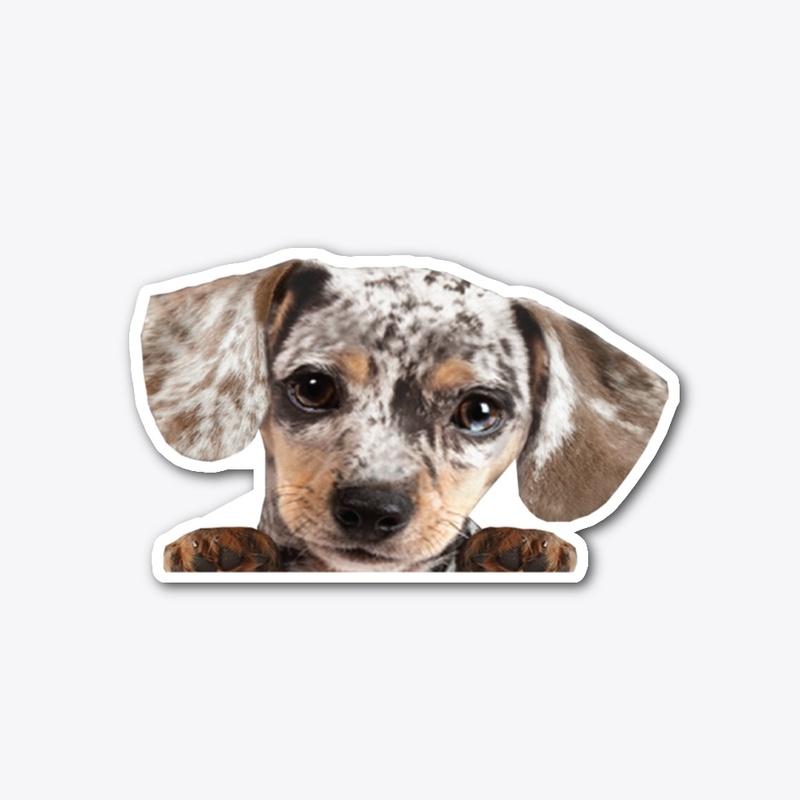 Dapple Dachshund