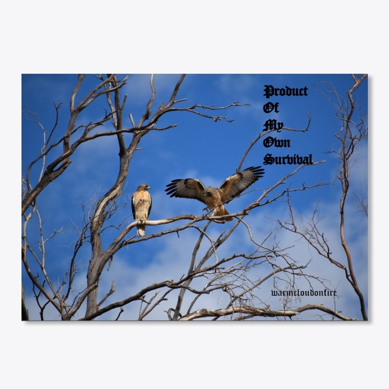 Hawk in tree