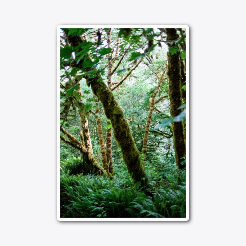 California Forest