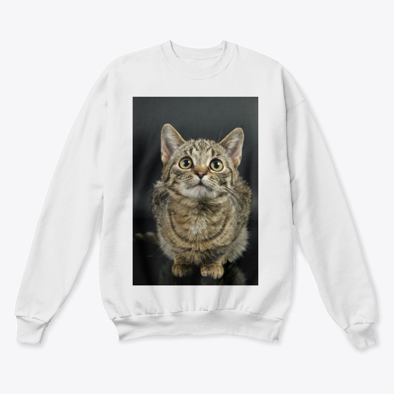 Cute Cat 