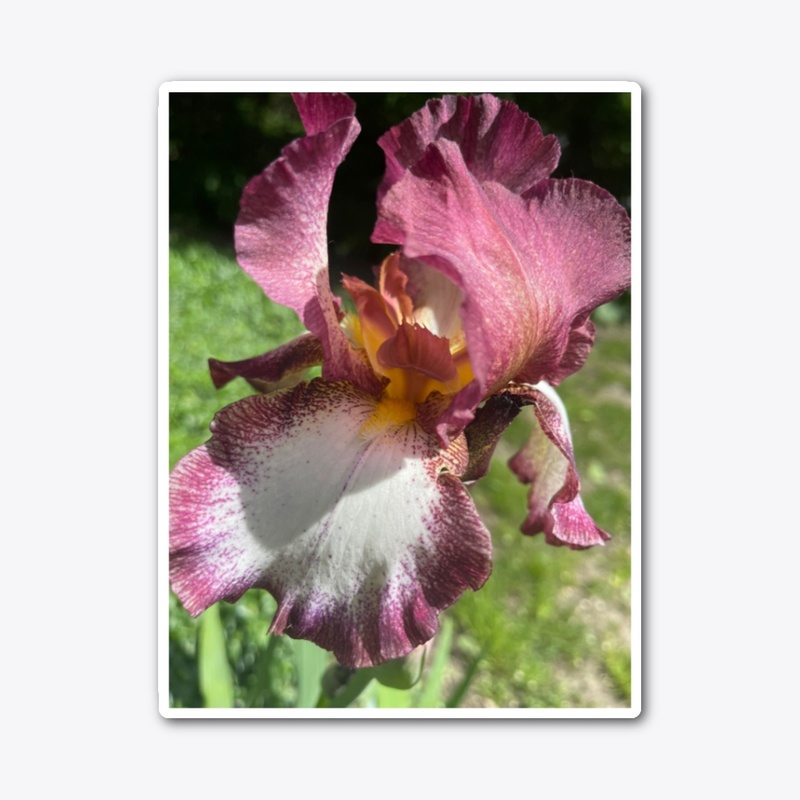 Burgundy Iris