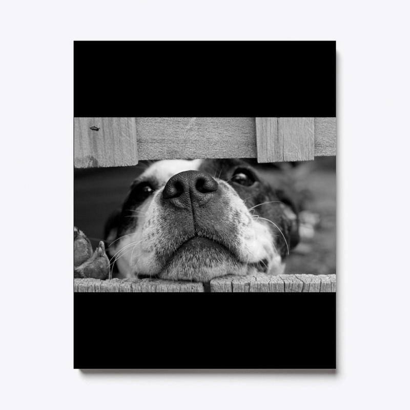 Lovely dog