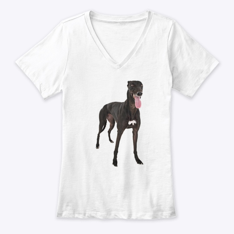 black greyhound dog
