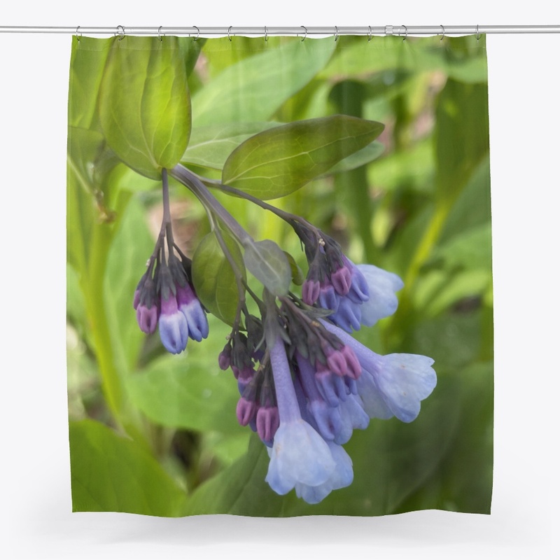 Blue and Purple Wildflowers