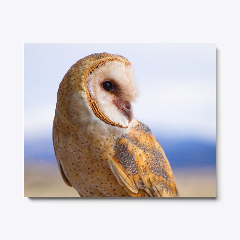 Barn Owl Close Up