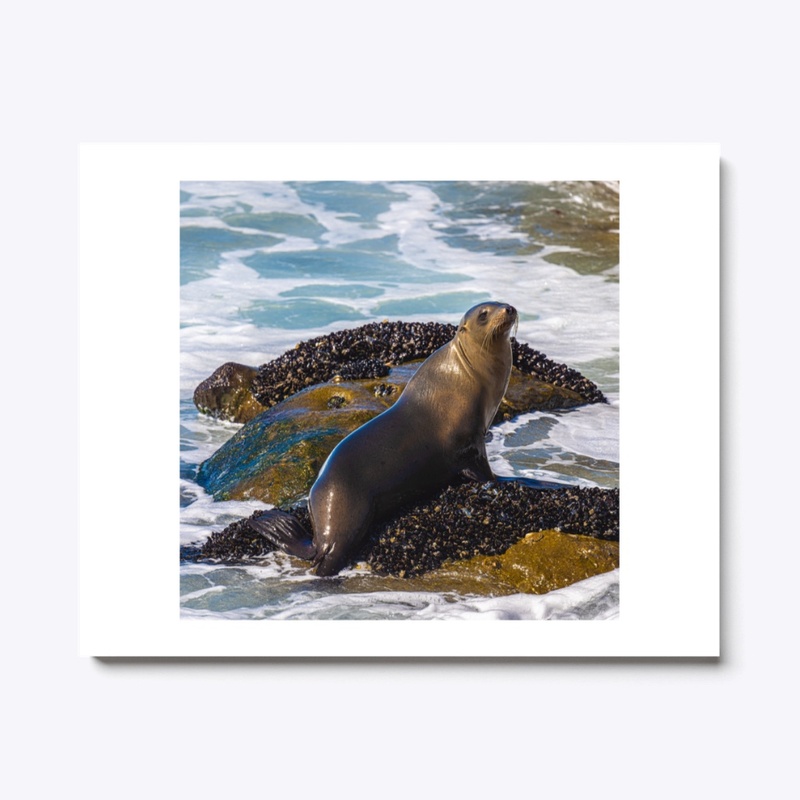 Seal