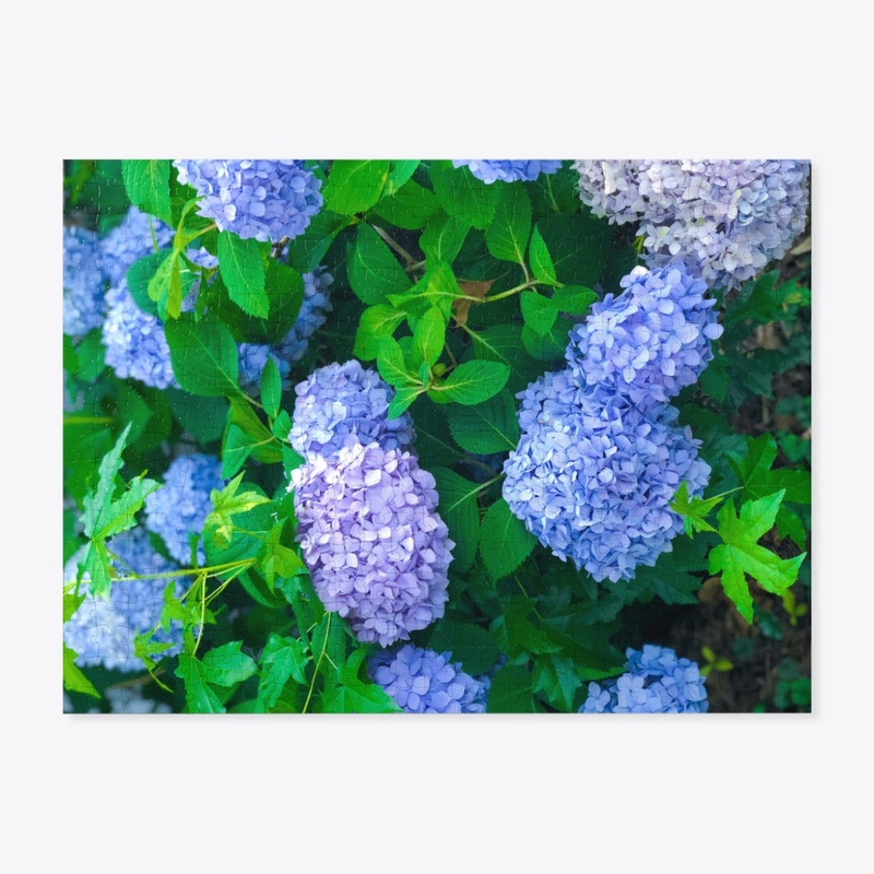 Hydrangeas