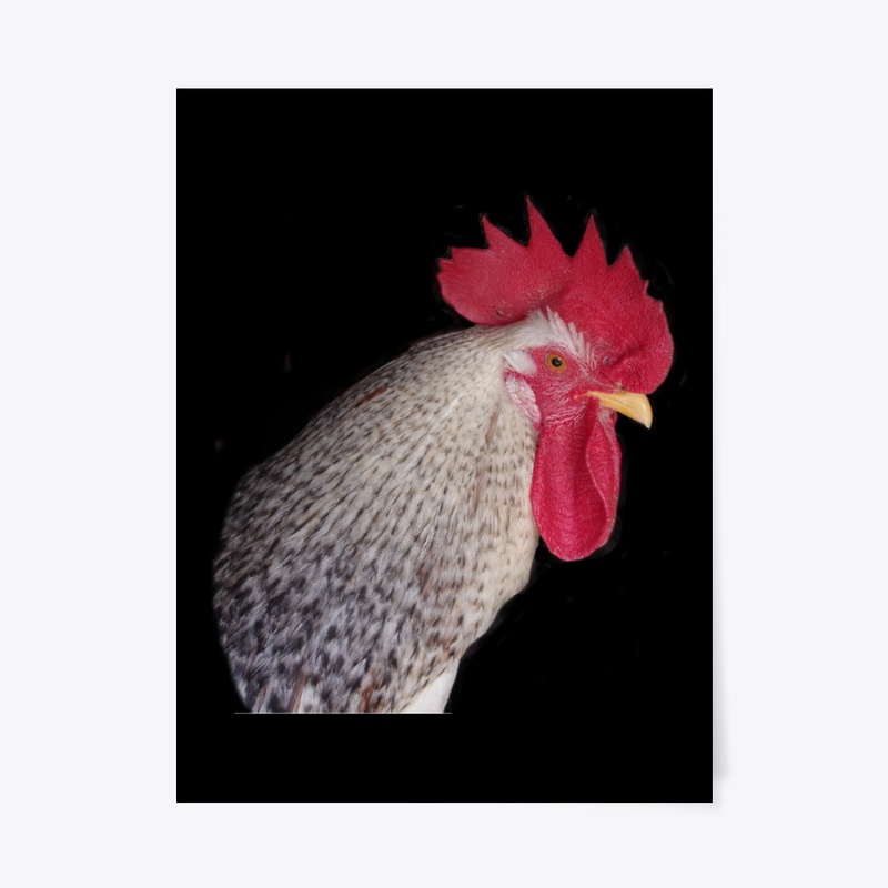 rooster2