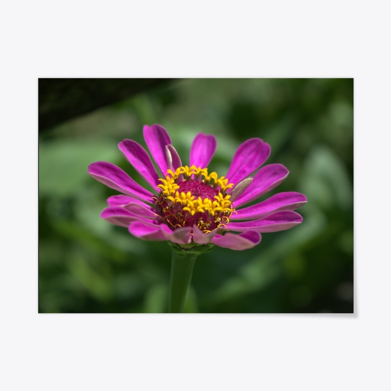 Flower 1