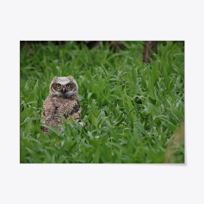 Owlet 1