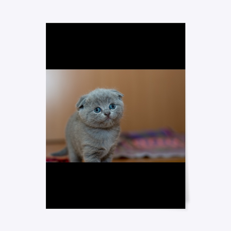 Cute fluffy kitty