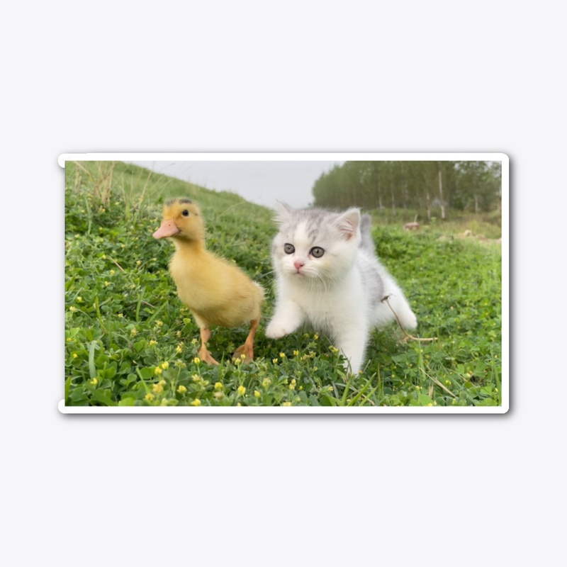 Kitten and Duck