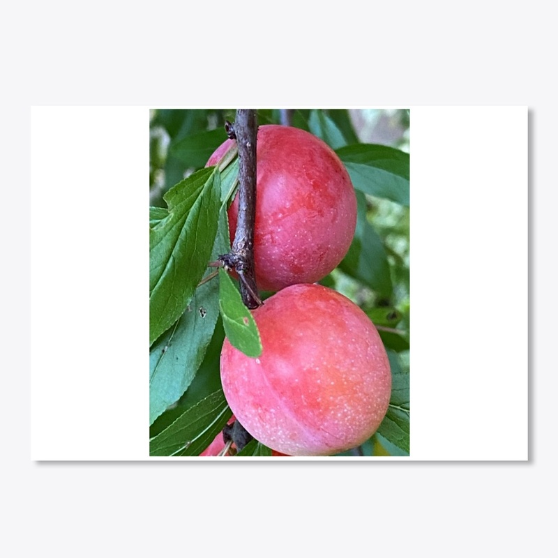 Plum