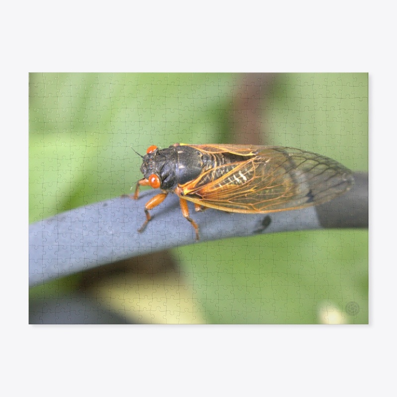 Cicada 1