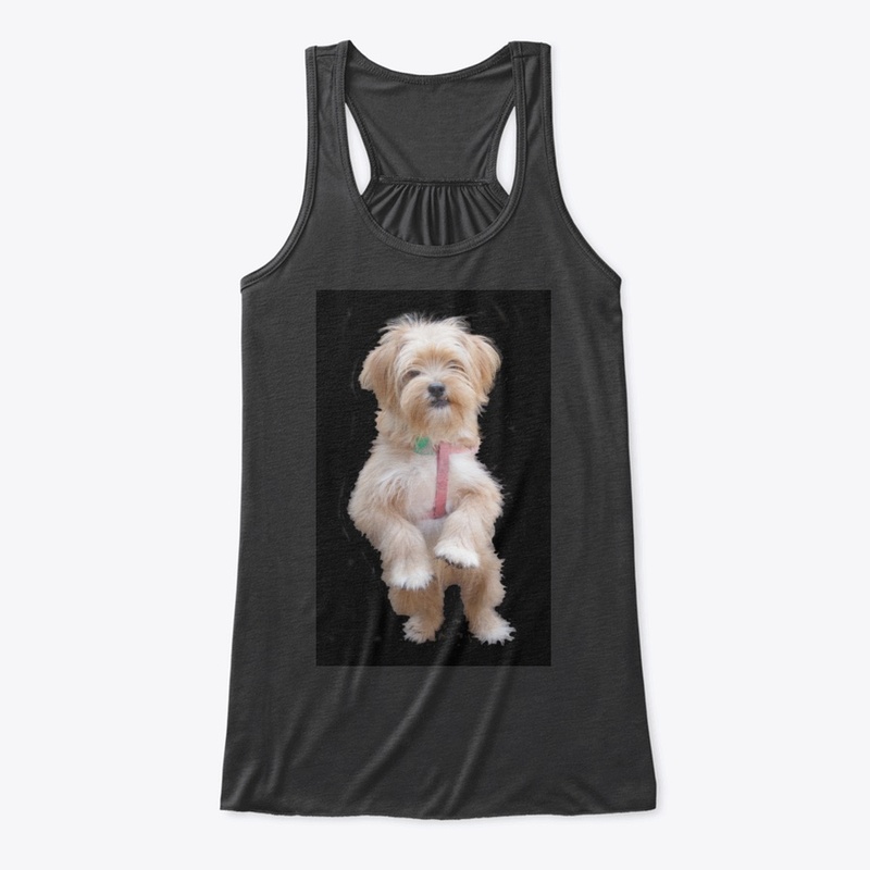 cute yorkie chihuahua puppy