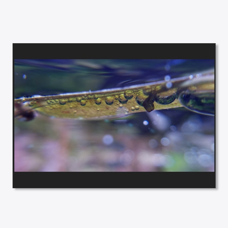 Aponogeton Robinsonii FLoating Leaf 2!