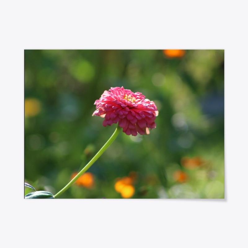Flower 11