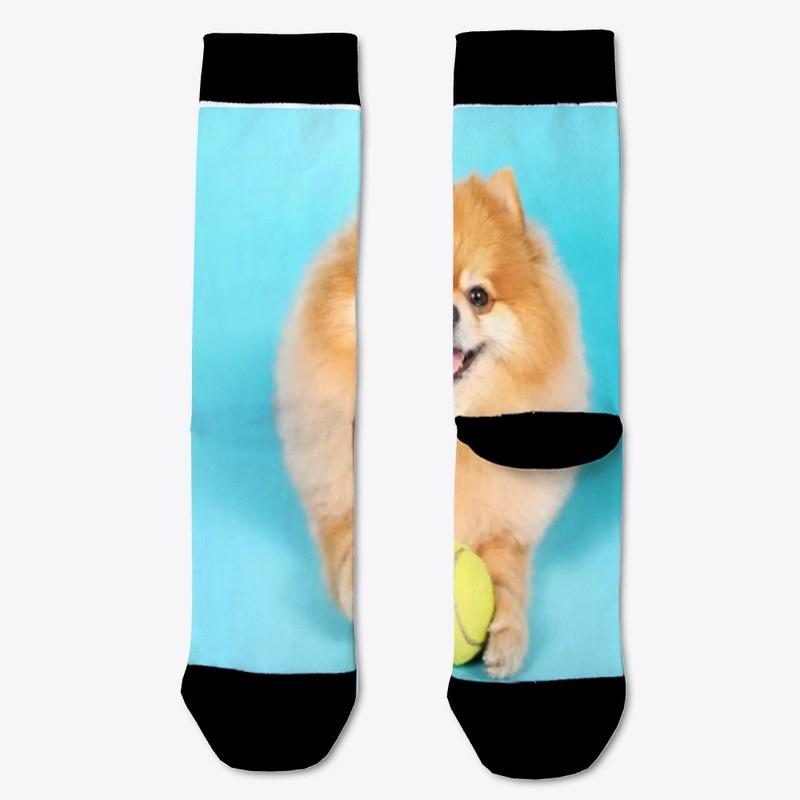 cute dog