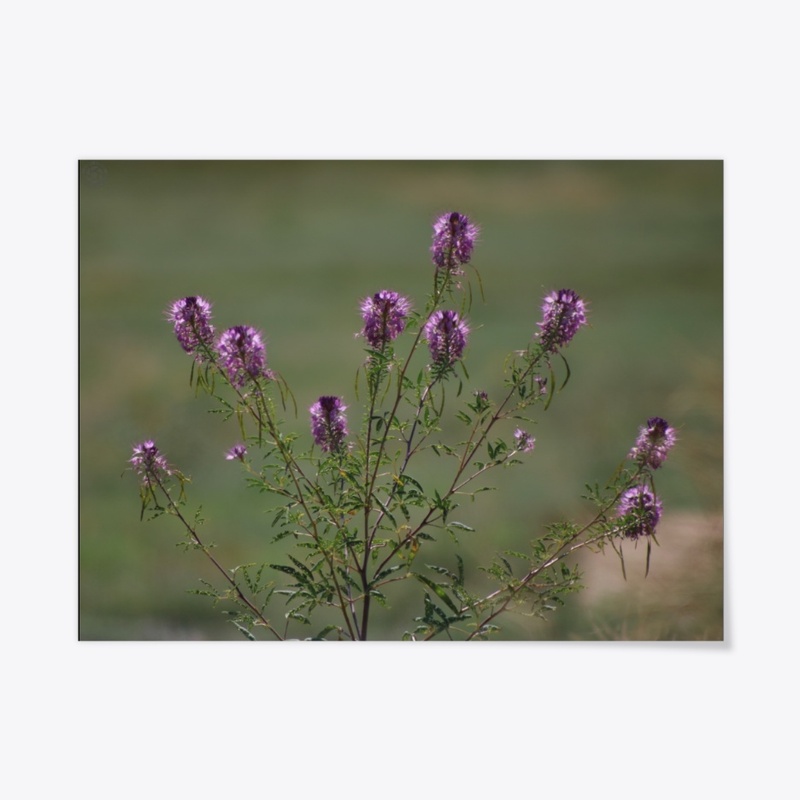 Flowers 10