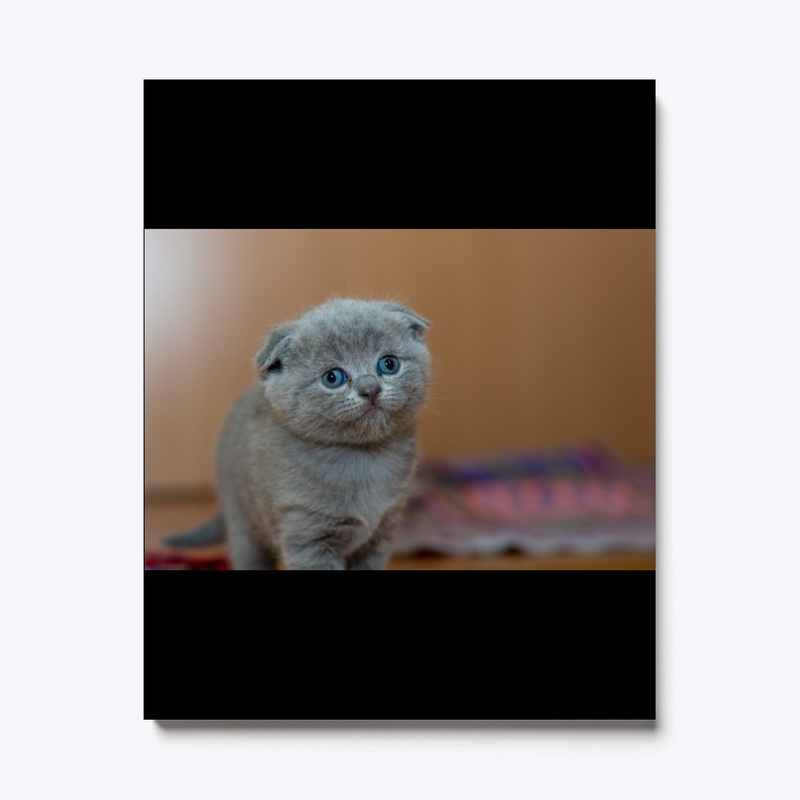 Cute fluffy kitty