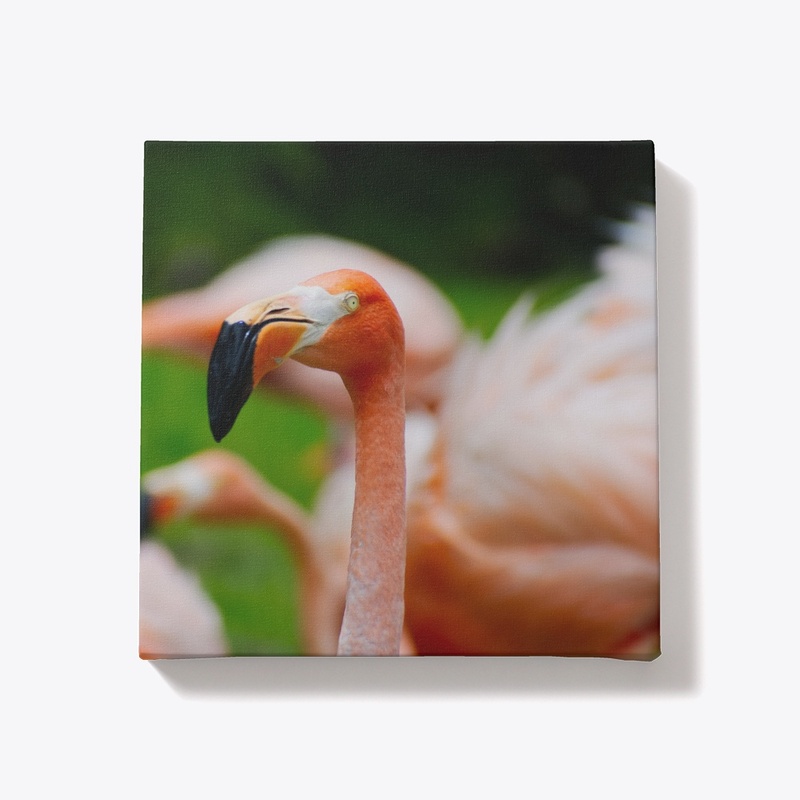 Flamingo by Michelle
