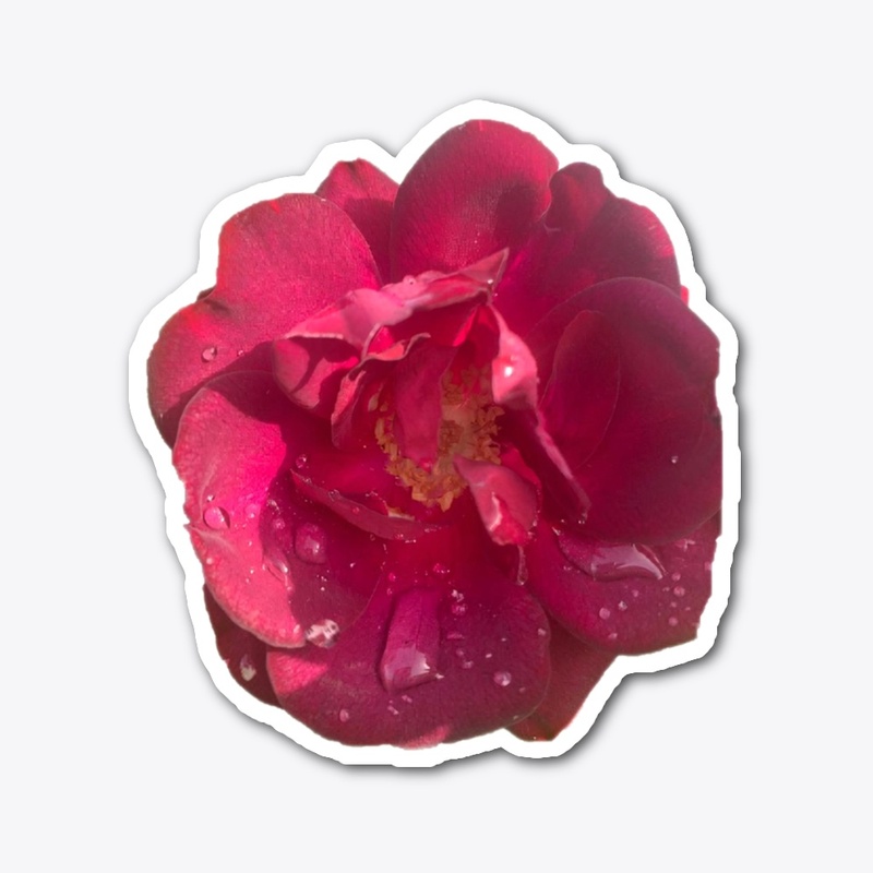 Simply Rose 5
