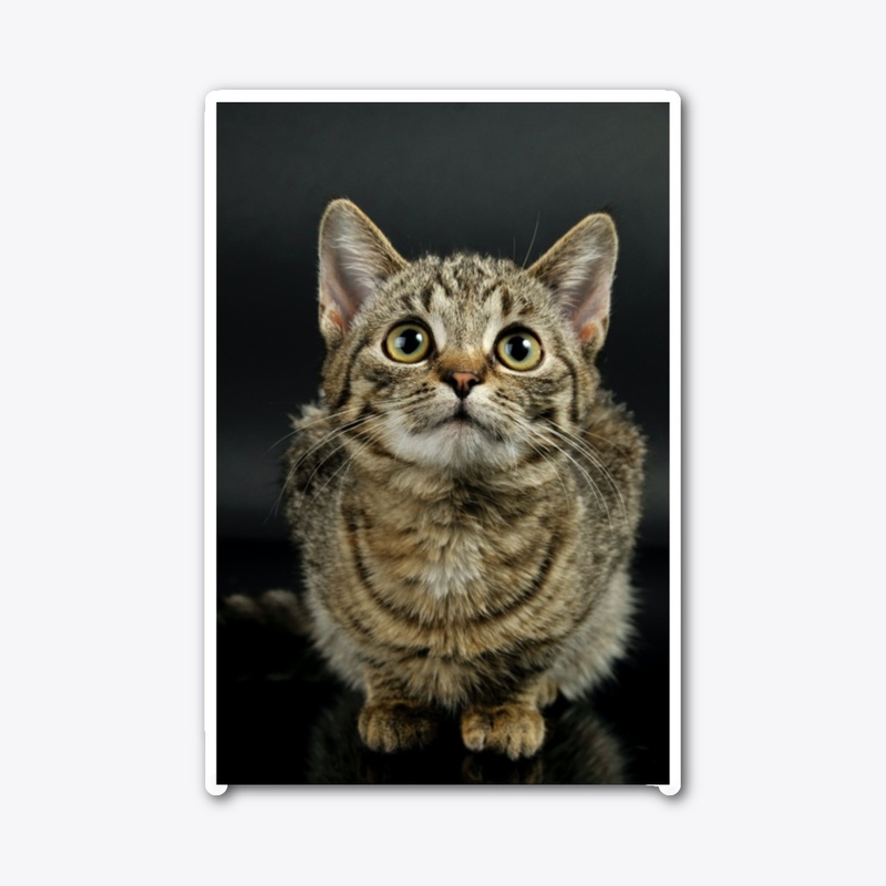 Cute Cat 