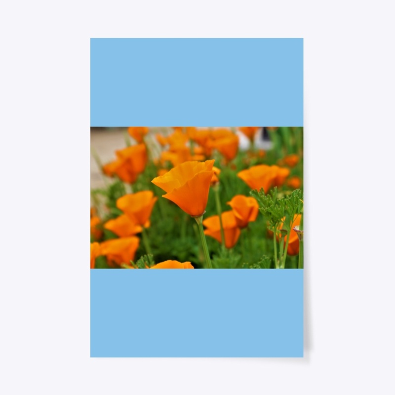 Orange Bloom