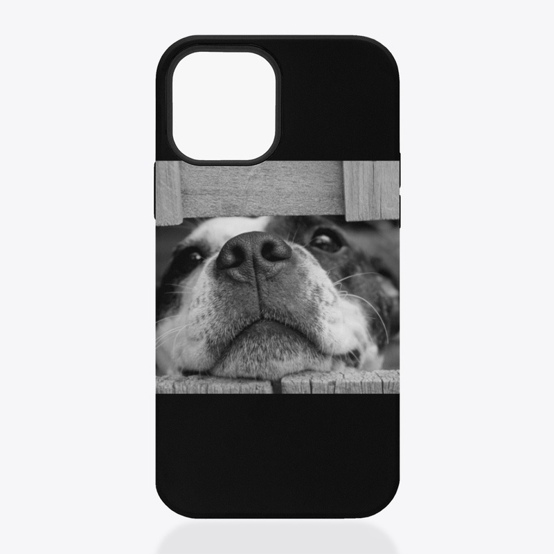 Lovely dog