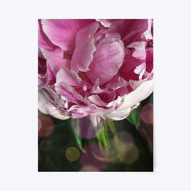 Spring Peonies