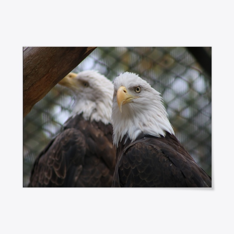 Eagles