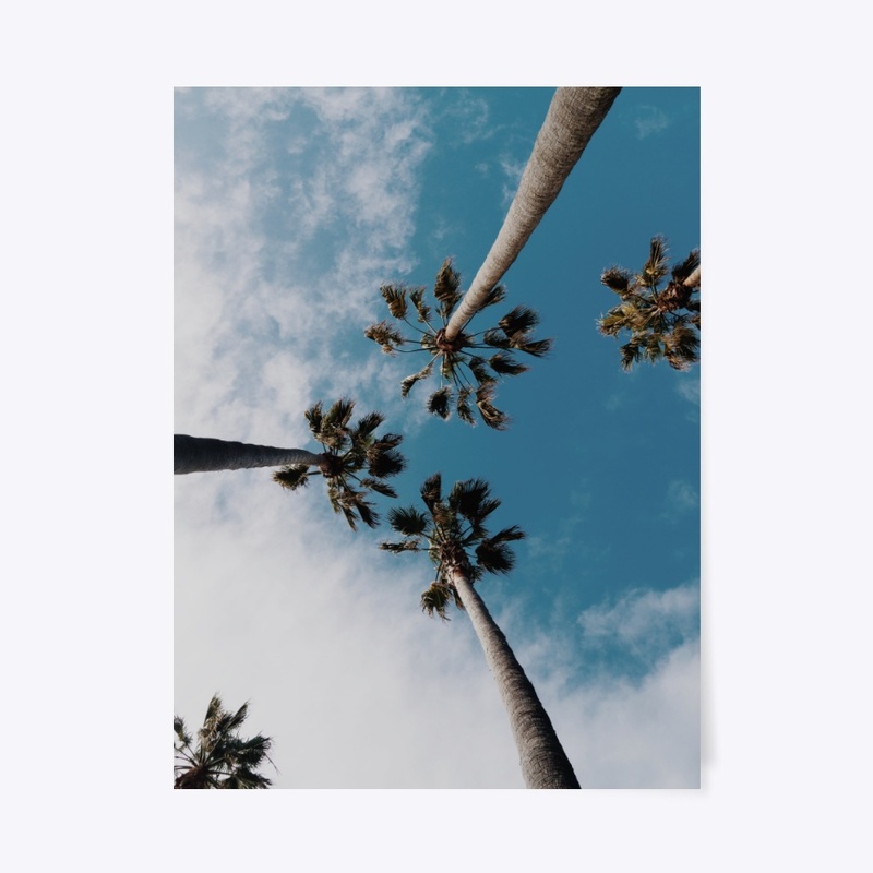 Palm Trees