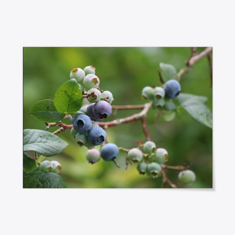 Blueberries 2