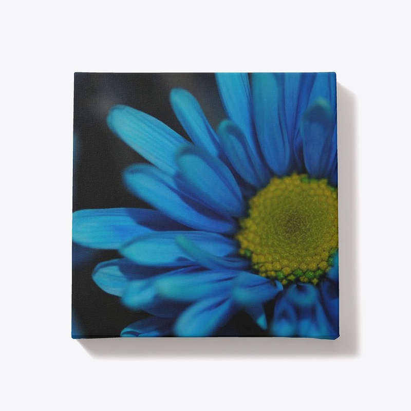 Blue Daisy