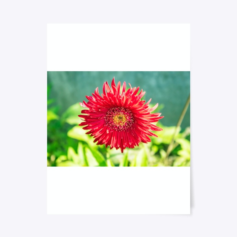sun flower