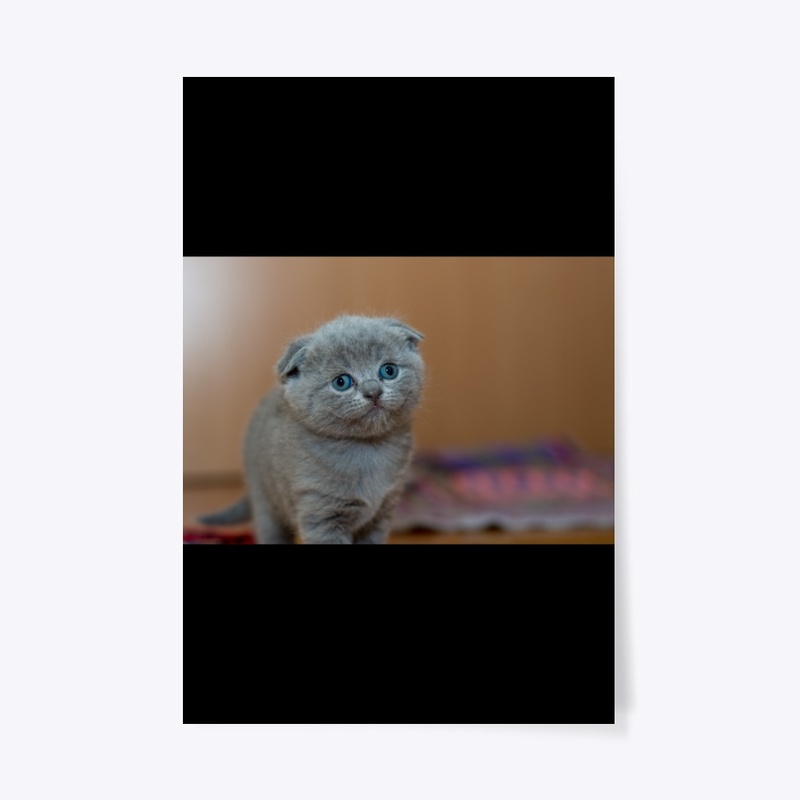 Cute fluffy kitty