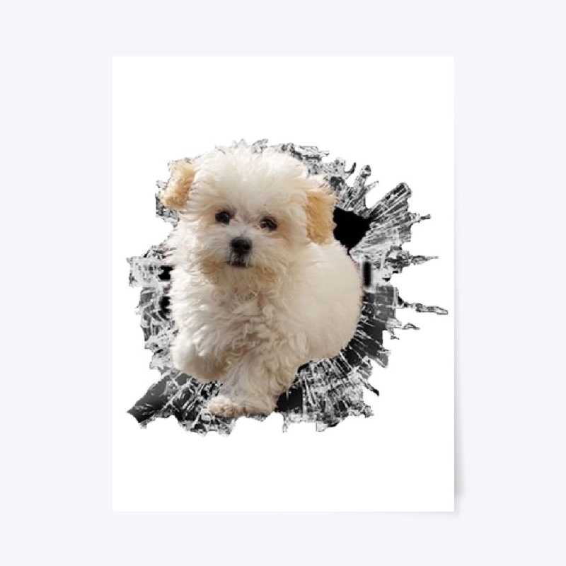 Cute maltese sticker